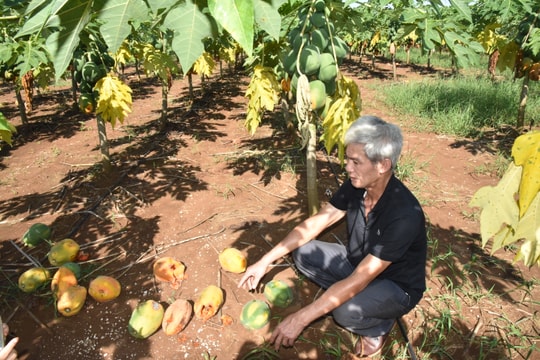 Doanh nghiệp hỗ trợ vốn đầu tư cho nông dân bị thiệt hại do trồng đu đủ ở Thái Hoà 