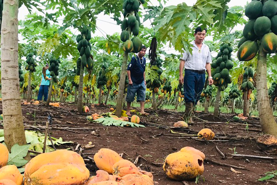 Doanh nghiệp sẽ hỗ trợ vốn đầu tư cho nông dân trồng đu đủ ở Thái Hoà