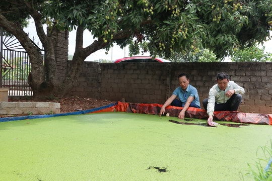 Nông dân Nghệ An xây bể, lót bạt nuôi bèo làm thức ăn cho lợn