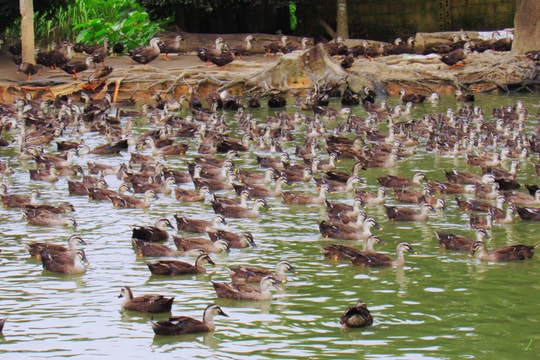 Vì sao khó nhân rộng các mô hình chăn nuôi ở miền Tây Nghệ An?