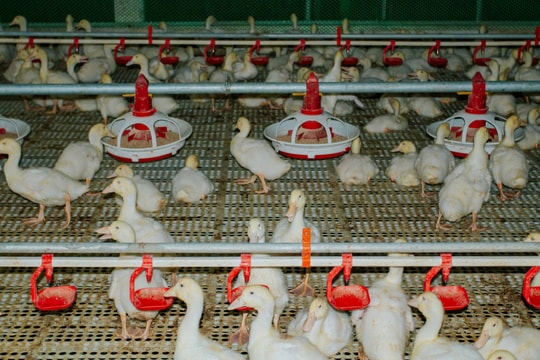 Chăn nuôi độc lạ: Cho vịt nằm điều hòa, lợn nghe nhạc, bò uống bia