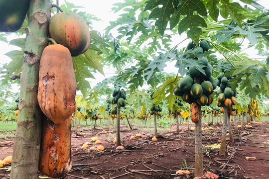 Người dân trồng đu đủ ở Thái Hoà đã nhận hỗ trợ gần 3 tỷ đồng từ doanh nghiệp