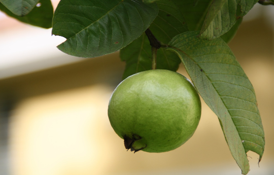 Công dụng của trà lá ổi