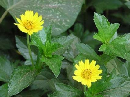 3 cách dùng sài đất giảm triệu chứng viêm da cơ địa