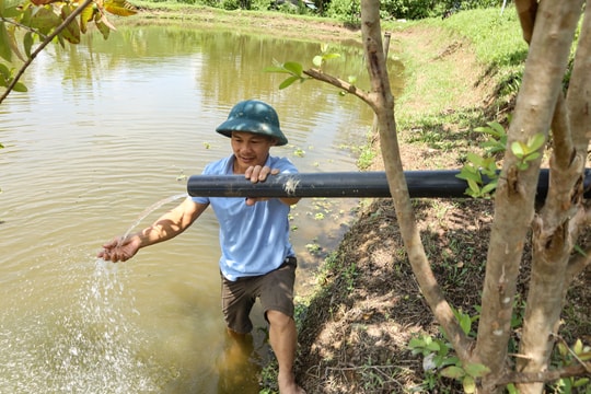 Dẫn nước suối về ao nuôi ốc, nông dân Nghệ An 'bỏ túi' trăm triệu/năm