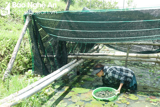 Nông dân Nghệ An kiếm trăm triệu mỗi năm nhờ dẫn nước suối về ao nuôi ốc bươu