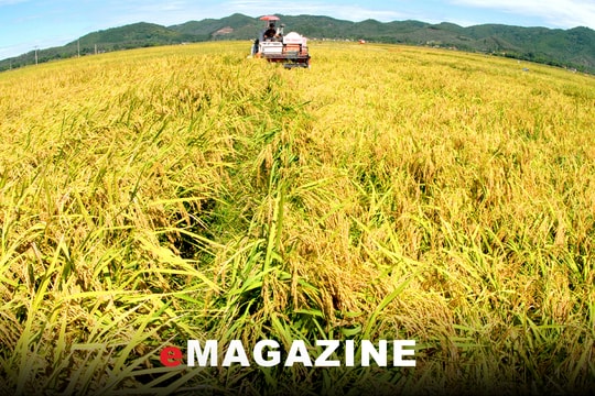 Tích tụ ruộng đất tạo bước đệm bền vững cho tái cơ cấu nông nghiệp