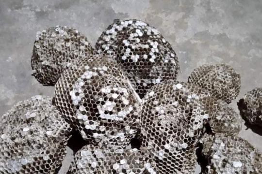 Nông dân 'săn' từng mẩu xác tổ ong vang bán với giá cao