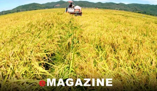 Tích tụ ruộng đất – Bài 4: Những khó khăn nhìn từ thực tiễn