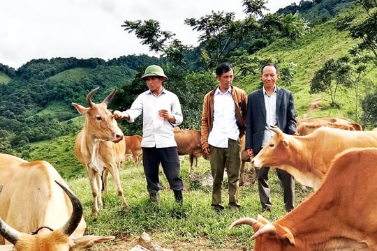 Lan tỏa mô hình trồng cỏ, phát triển chăn nuôi ở vùng biên