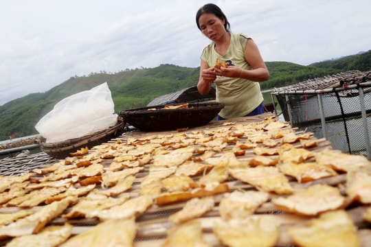 Nông dân miền núi Nghệ An nhộn nhịp vào mùa hái măng