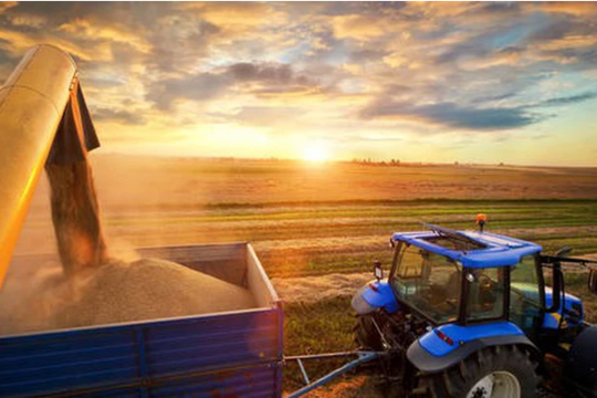 Nga thống trị thị trường ngũ cốc bất chấp rủi ro ở Biển Đen