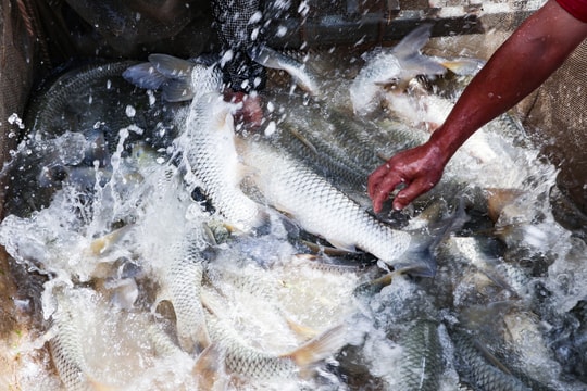 Thu lãi lớn từ nuôi cá lồng đặc sản trên sông Quàng