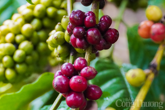 Vàng thế giới, USD tăng cao; cà phê trong nước tăng lên 65.200 đồng/kg