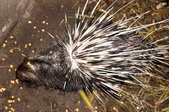 Lão nông Yên Thành nuôi con 'lông nhọn như chông' chi phí thấp, bán với giá cao