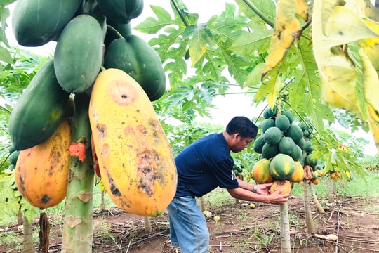 Người dân Thái Hoà bán đu đủ giá cao gấp đôi sau khi thanh lý hợp đồng bao tiêu sản phẩm