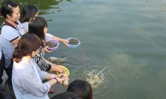 Lạm bàn về phóng sinh