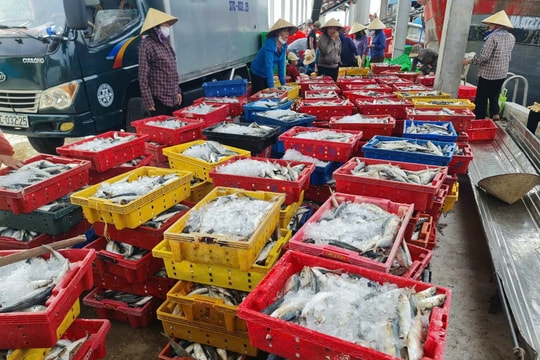 Về nghỉ Tết Độc lập, ngư dân Nghệ An trúng đậm hải sản