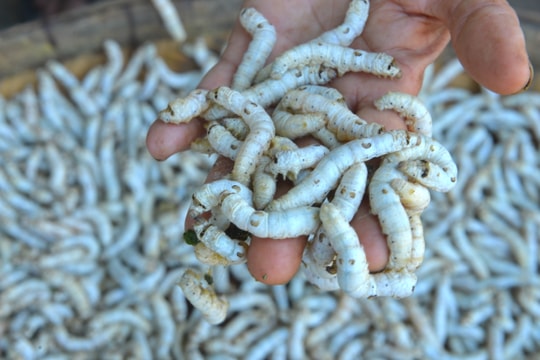 Nuôi tằm thương phẩm cho thu nhập cao ở Đô Lương 