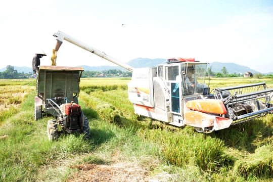 Cận cảnh máy thu hoạch lúa liên hoàn vòi rồng trên đồng ruộng Yên Thành