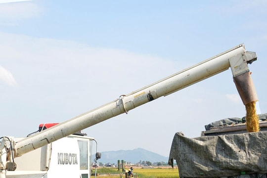 Xem máy thu hoạch lúa liên hoàn vòi rồng trên đồng ruộng Nghệ An