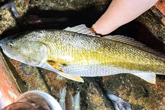 Ngư dân Cửa Lò câu được cá lạ nghi sủ vàng quý hiếm