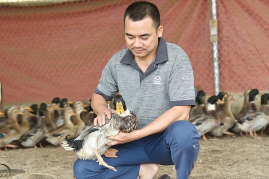 Quỳ Châu tạo sinh kế bền vững từ cây, con bản địa