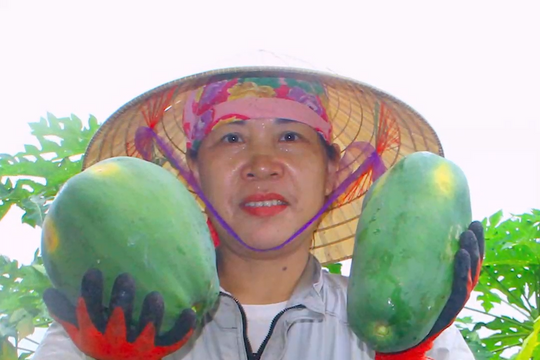 Sau sự cố bị doanh nghiệp dừng hợp tác, đu đủ ở Thái Hòa nay không đủ hàng để bán