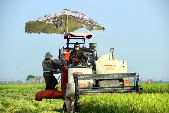 Nghệ An tập trung thu hoạch lúa hè thu, tránh “mất mùa cuối vụ” 