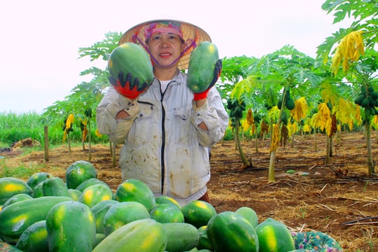 Đu đủ Thái Hòa không đủ hàng để bán