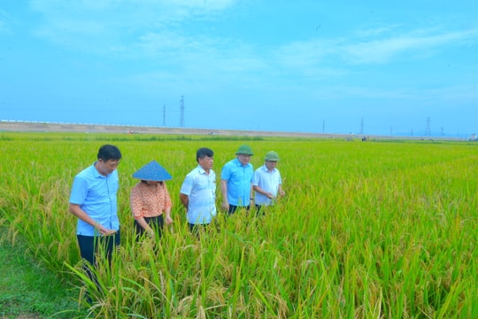 Phó Chủ tịch UBND tỉnh kiểm tra tình hình thu hoạch lúa hè thu tại các địa phương