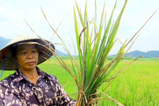 Hàng trăm ha lúa mùa ở huyện miền núi Nghệ An nguy cơ mất trắng do nhiễm rầy nâu