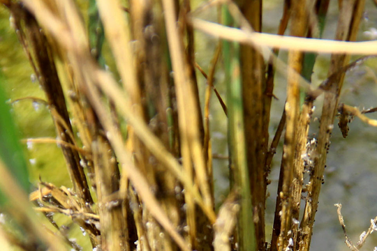 Rầy nâu ‘ăn’ sạch nhiều cánh đồng lúa ở huyện miền núi Nghệ An