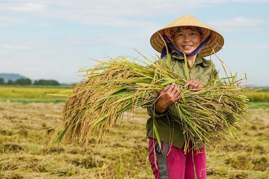 Giá lúa hè thu tại Nghệ An tăng mạnh
