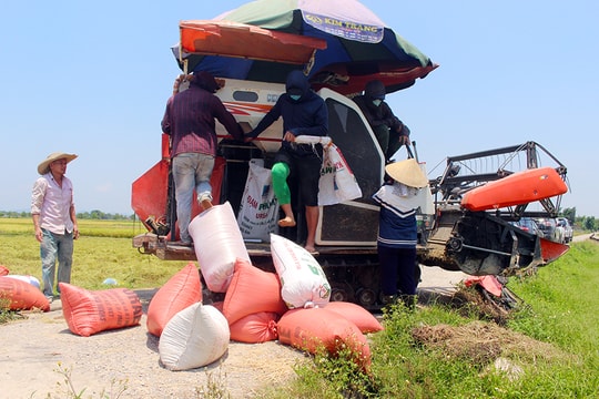 Nghệ An làm gì để đưa ngành hàng lúa gạo lên 'tầm cao mới'? 