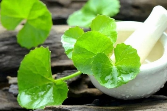 Loại rau mọc dại ở Việt Nam được ca ngợi là 'suối nguồn tuổi trẻ'