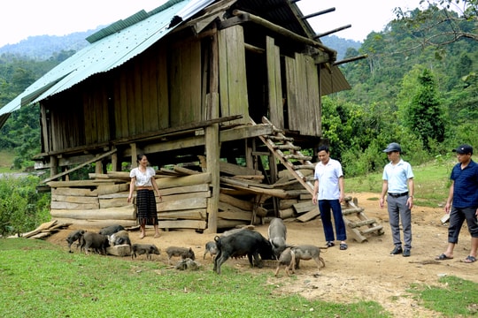 Nông dân xã biên giới Nghệ An nuôi lợn đen chỉ bằng rau rừng