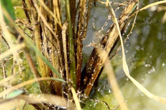 Quế Phong triển khai dập dịch rầy nâu gây hại hàng trăm hec-ta lúa