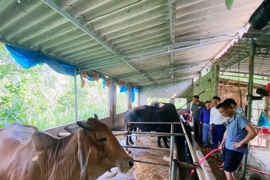 Những mô hình kinh tế hiệu quả từ vốn vay chính sách ở thị xã Thái Hòa