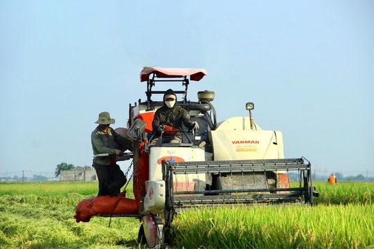 Định vị hạt lúa