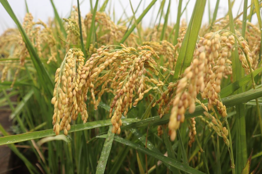 Gạo đặc sản miền Tây Nghệ An: Giá trị cao nhưng phát triển manh mún