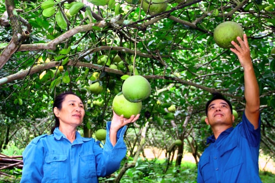 Bưởi hồng Quang Tiến giảm giá mạnh, người trồng thất thu