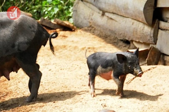 Bản biên giới nuôi lợn đen chỉ bằng rau rừng mỗi năm kiếm hàng trăm triệu 