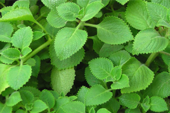 5 cách giảm ho với rau tần dày lá