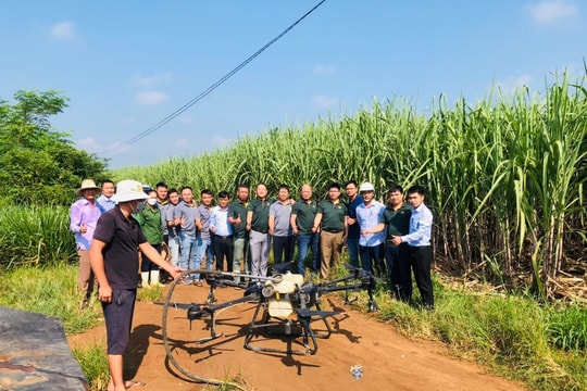 Giá đường tăng kỷ lục, doanh nghiệp Nghệ An đầu tư mở rộng vùng nguyên liệu, cải tiến công nghệ sản xuất 