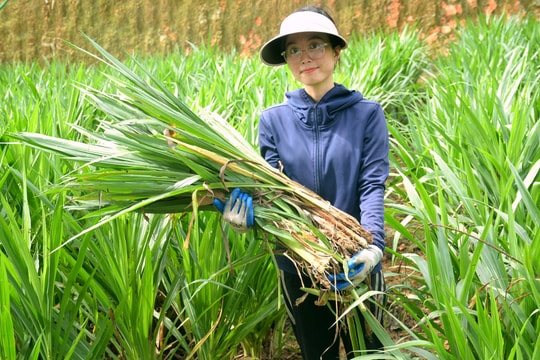 Nông dân Yên Thành trồng giống cỏ sữa mới cho năng suất cao