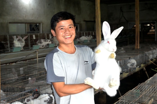 Thanh niên 9X Nghệ An chia sẻ nghề nuôi thỏ New Zealand trong nhà điều hoà 