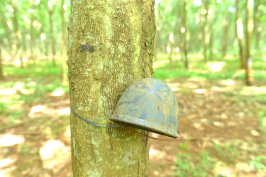 Giá thấp, khó tiêu thụ, nhiều nơi ở Nghệ An ngừng khai thác mủ cao su 