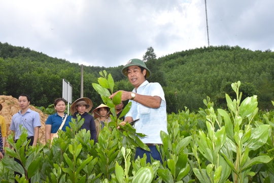 Vườn ươm ‘cây xoá nghèo’ ở xã vùng biên Nghệ An