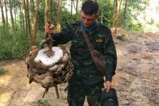 Người dân dùng flycam, lùng sục trong rừng sâu tìm kiếm nam thanh niên mất tích ở Nghệ An